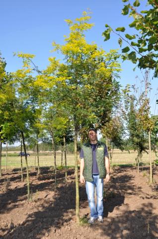 Gleditsia triacanthos 'Sunburst'
